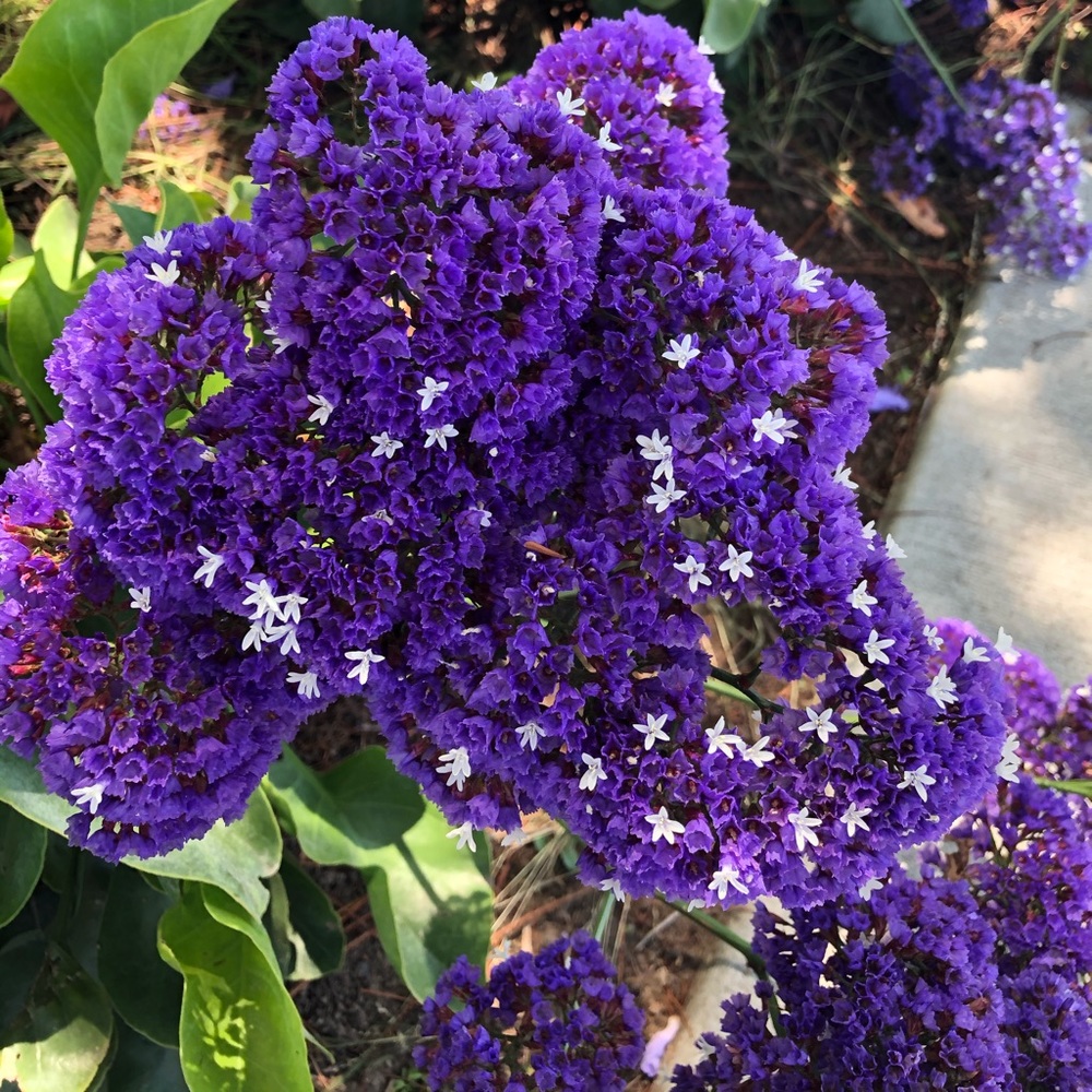 Meet your Posher, Lyra